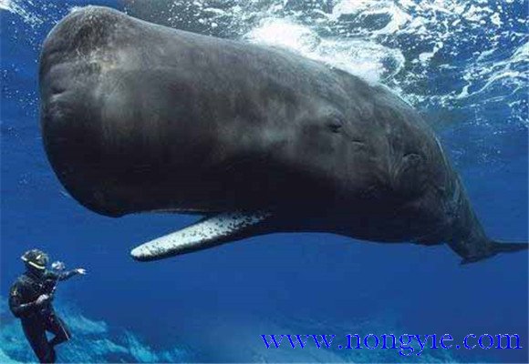 鯨魚的祖先是什么動(dòng)物