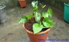 養(yǎng)殖綠蘿要注意什么 如何澆水、施肥與修剪