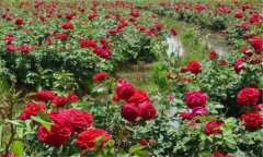 玫瑰花的功效與作用