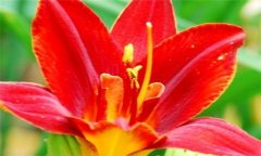 紅花的功效與作用 紅花的營養(yǎng)、功效、用法