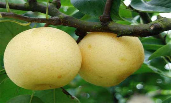 梨的營養(yǎng)價(jià)值