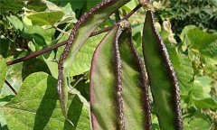 扁豆的功效與作用，有關(guān)扁豆的藥用偏方