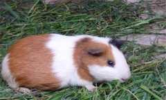 豚鼠有哪些種類(lèi)，其特性如何？