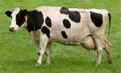 奶牛乳房炎久治不愈怎么辦:試試這幾個(gè)辦法!