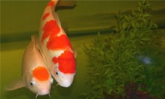 錦鯉的繁殖方法:錦鯉如何繁殖小魚苗