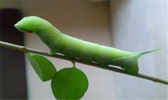 菜青蟲防治技術(shù)要點 有何危害？