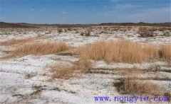什么是土地鹽堿化？鹽堿地形成的原因是什么？