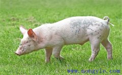 豬掉毛是什么原因，怎么治療