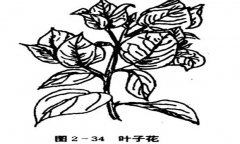 葉子花(三角花)如何養(yǎng)殖