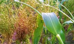 黍子的功效，黍子的營養(yǎng)與藥用功效