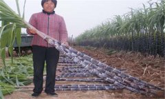 甘蔗的營養(yǎng)成分有哪些？甘蔗的營養(yǎng)價(jià)值及功效