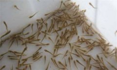 魚苗池為何要清整？