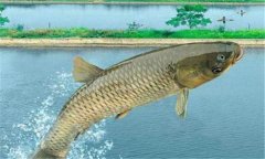 如何利用塘堰種青培育魚種？