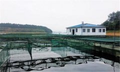 如何利用豆?jié){培育魚苗？