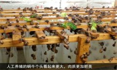 蝸牛怎么養(yǎng) 人工蝸牛養(yǎng)殖應(yīng)注意哪些問(wèn)題？