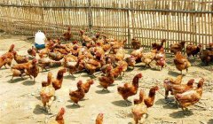 雞傳染性鼻炎的癥狀、病原及治療方法