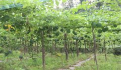 怎樣種漆樹，漆樹種植技術(shù)要點(diǎn)