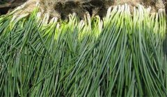 香蔥品種有哪幾種？各有什么特點