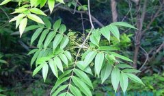 漆樹過敏怎么治療，割漆應(yīng)注意些什么