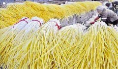 生產(chǎn)蒜黃如何囤栽蒜？播種量是多少？