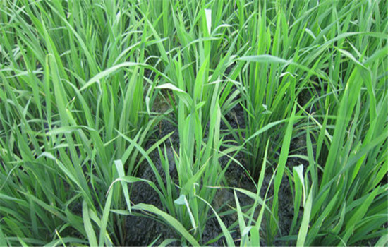 加入氮肥提高除草效用