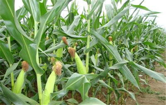 注意抗旱、防澇