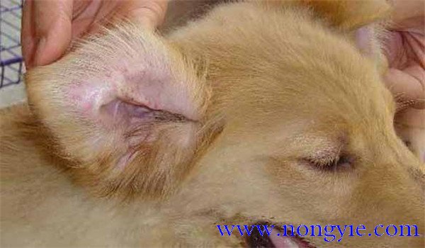 犬瘟熱傳染人嗎？