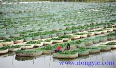 網(wǎng)箱養(yǎng)殖黃鱔密度多少合適，怎樣過(guò)冬？