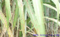 甘蔗黃斑病的癥狀與發(fā)病條件，怎么防治？