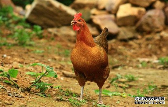 雞胃腸線蟲(chóng)病的臨床癥狀