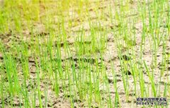 韭蔥種植時間是什么時候，一般什么季節(jié)栽培？