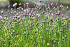 如何進(jìn)行細(xì)香蔥繁種？