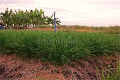 細(xì)香蔥采收后如何進(jìn)行處理與貯藏加工？