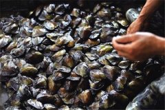 怎樣養(yǎng)珍珠，怎樣進(jìn)行河蚌育珠