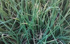 如何防治大蔥霜霉病？大蔥霜霉病用什么藥好