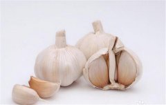 蒜黃的種植要點(diǎn)：播種前如何選擇和處理蒜種？