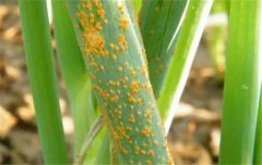 如何防治大蔥銹病？蔥銹病用什么藥防治