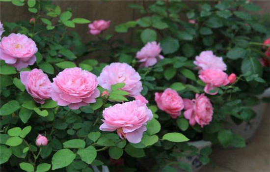 三要澆，三不澆