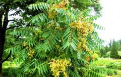 香椿栽培－如何采種、育苗及栽后管理