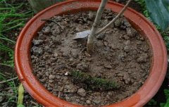 盆栽山茶花養(yǎng)殖關(guān)鍵技術(shù)：如何用土、換盆、澆