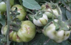 番茄病蟲(chóng)害防治：番茄病毒病、青枯病等