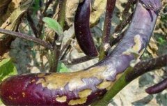 茄子病蟲害防治：茄子綿疫病、褐紋病、地老虎