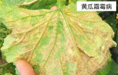 黃瓜病蟲害防治：黃瓜霜霉病、白粉病、紅蜘蛛