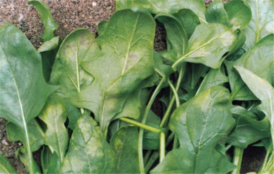 菠菜的病蟲(chóng)害