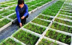 韭菜種植和管理的步驟：育苗、定植與田間管理