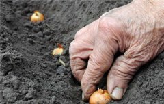 圓蔥種植方法與時間、品種類型與田間管理