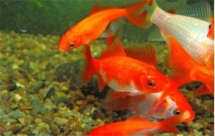 金魚的種類可分為草金魚、龍睛魚、文魚和蛋魚