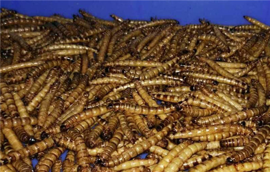 養(yǎng)殖黃粉蟲