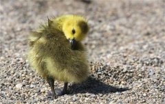 常見鵝病癥狀與防治 小鵝瘟、鵝霍亂等病的治療