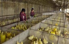 鵝飼養(yǎng)管理要求：雛鵝、小鵝、中鵝的飼養(yǎng)管理